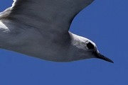 Grey Ternlet (Procelsterna cerulea)